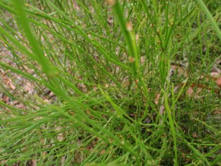 Amperea xiphoclada-var-xiphoclada - Broom Spurge