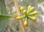 Eucalyptus consideniana - Yertchuk