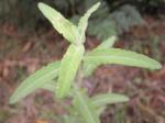 Olearia phlogopappa - Dusty Daisy Bush