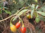Solanum aviculare - Kangaroo - Apple