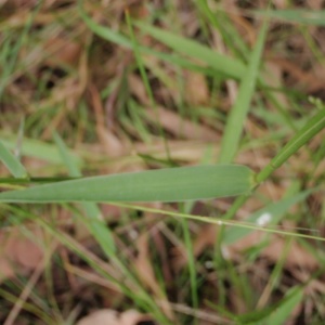 Erharta erecta - Panic Veldt Grass