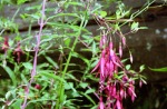 Fuchsia magellanica - Fuchsia