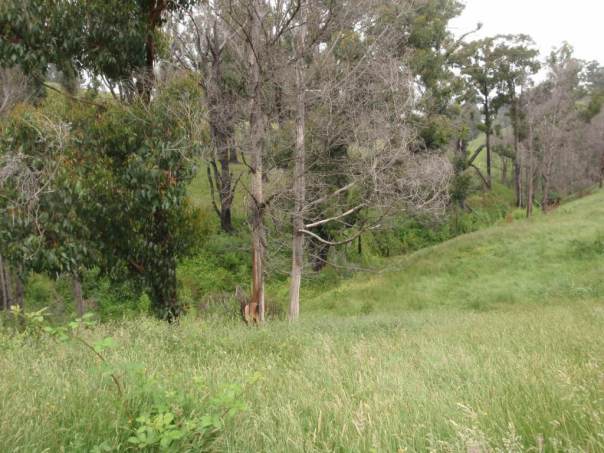 Degraded Creek Line - Still with Overstorey