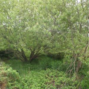 Salix Spp - Willows