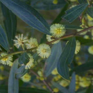 Acacia melanoxylon - Blackwood