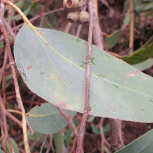 Eucalyptus obliqua - Messmate Stringybark