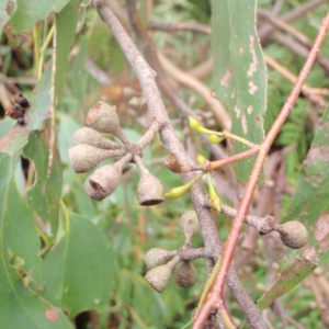Eucalyptus regnans - Mountain Ash