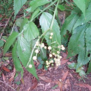 Sambuccus gaudichaudiana - White elderberry
