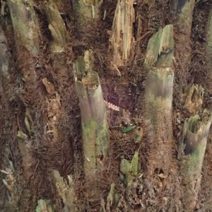 Dicksonia anarctica - Soft tree-fern