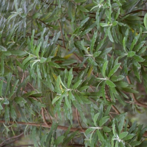 Bedfordia arborescens - Blanket Leaf