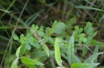 Goodia lotifolia - Golden Tip