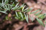 Pimelea axiflora - Bootlace Bush