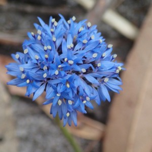 Brunonia australis - Blue Pincushion