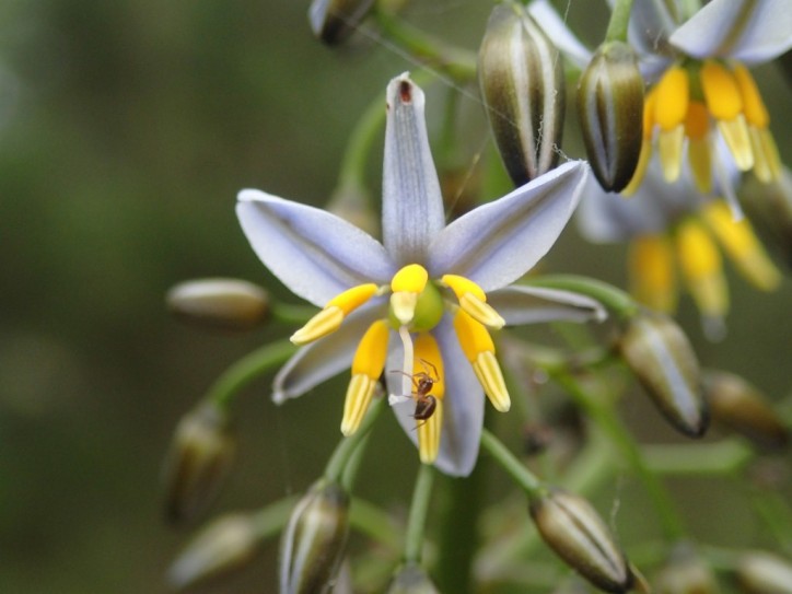 Dianella tasmanica - Tasman Flax-lily