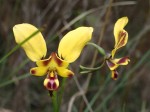 Diuris orientis - Wallflower Orchid