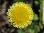 Helichrysum scorpoides - Button Everlasting