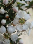 Leptospermum Myrsinoides - Heath Tea-tree