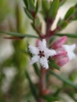 Leucopogon ericoides - Pink Beard-heath