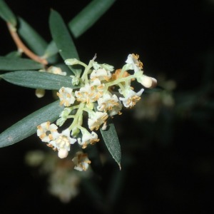 Monotoca scoparia - Prickly Broom-heath
