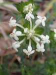 Pimelea humilis - Common Rice-flower