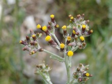 Senecio glomeratus - Annual Fireweed
