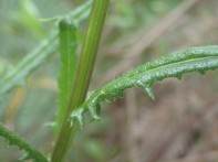 Senecio hispidulus - Rough Fireweed