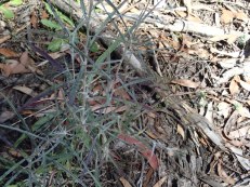 Senecio quadridedentatus - Cotton Fireweed