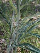 Senecio quadridedentatus - Cotton Fireweed