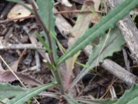 Senecio tenuiflorus - Slender Fireweed