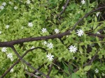 Stellaria flaccida - Forest Starwort