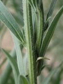 Conzya sumatrensis - Tall Fleabane, Showing the hairy stems.