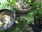The sheltered gap between the two pots showing a prolific growth of self sown Ferns.