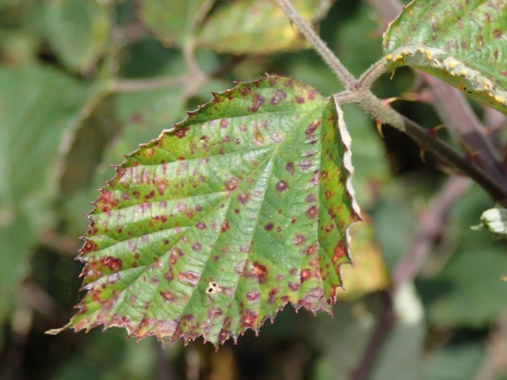 The purple-brown blotches on these leaves are a symptom of Blackberry Leaf-rust