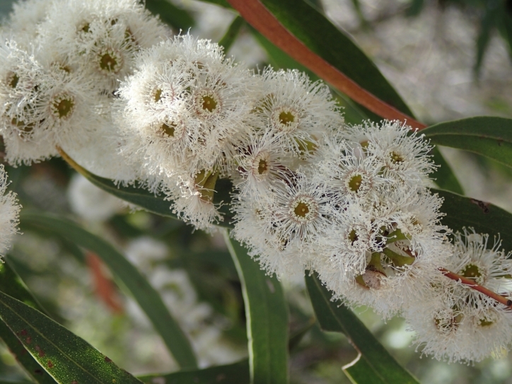 Eucalyptus radiata - Narrow-leaf Peppermint