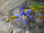 Stypandra glauca - Nodding Blue-lily